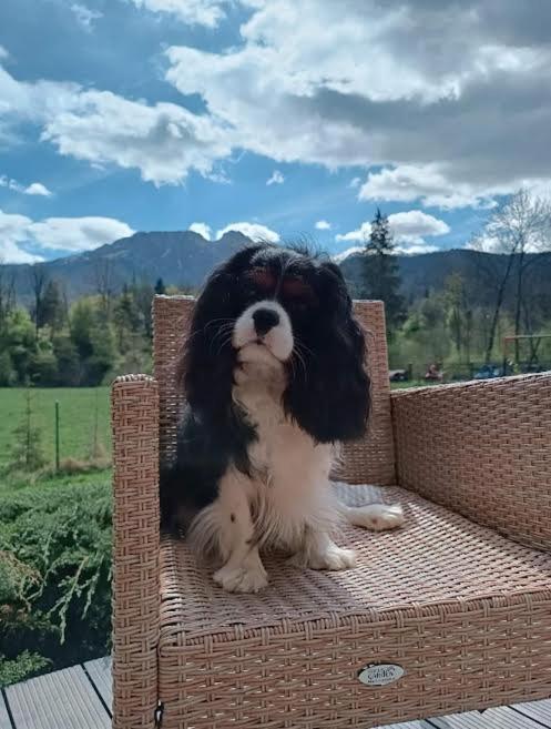 Willa W Dolinie Cichej Wody Zakopane Eksteriør billede